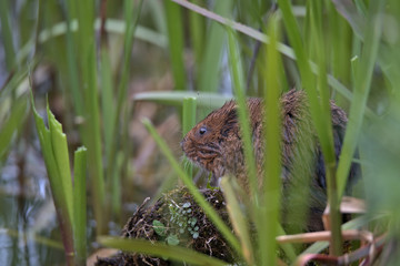 European water vole , Arvicola amphibius at Cromford canal