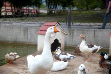 Waterfowl geese and ducks on the shore near the water. 