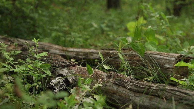 Close-up of legs stepping over a log in the forest, a man in camouflage clothes and black army boots