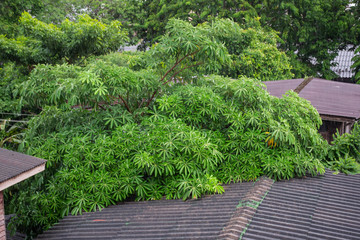 ฺBig tree between the house