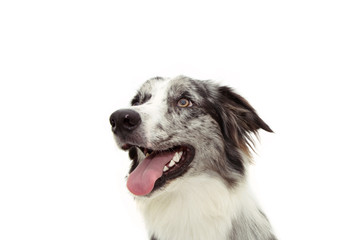 Side happy profile blue merle border collie looking up. Isolated on white background.