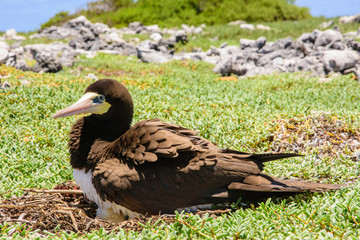  yelow-footed Booby (Sula leucogaster ) mom and unhatched egg in nest, , Los Roques National Park