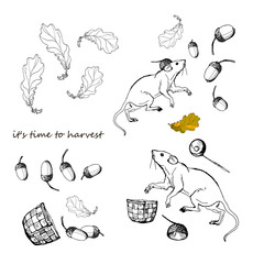  isolated image, two white rats, mouse and basket, set of oak leaves and acorns. the words 