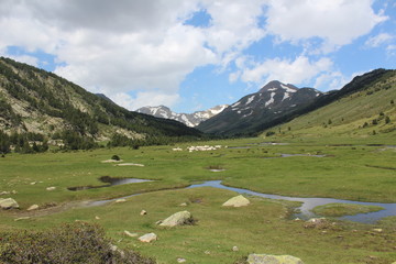 Fototapeta na wymiar paysage de montagne dans les pyrénées avec vaches 