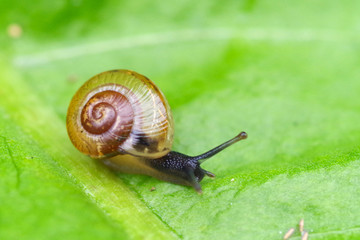 Snail