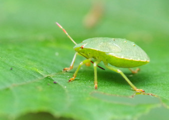 Green bug