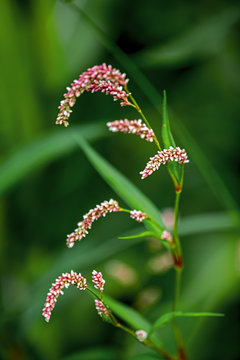 pale persicaria, pale smartweed, curlytop knotweed, and willow weed