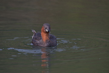Little grebe , tachybaptus ruficollis
