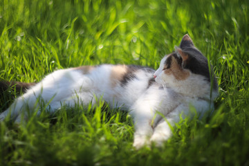 Cat resting on the grass
