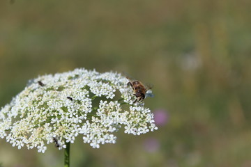 mouche sur une fleur blanche 