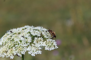 mouche sur une fleur blanche 