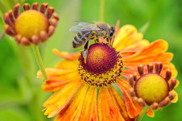 A bee sat on a flower