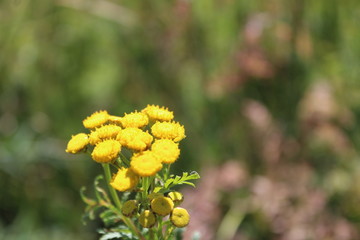 fleur jaune des pyrénées 