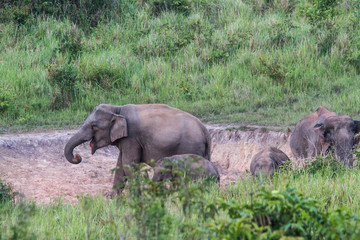 Elephant family in jungle. Cute elephant family view