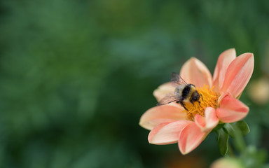 Bumblebee  gathering nectar and pollen on a salmon color flower