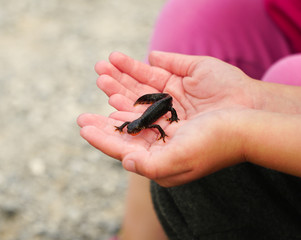 Kind spielt mit Eidechse