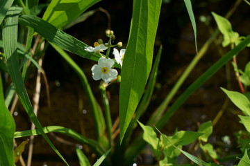 夏の水田にオモダカの白い花