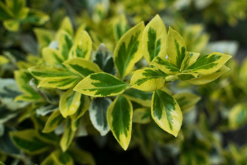 Euonymus fortunei, wintercreeper, spindle or climbing euonymus