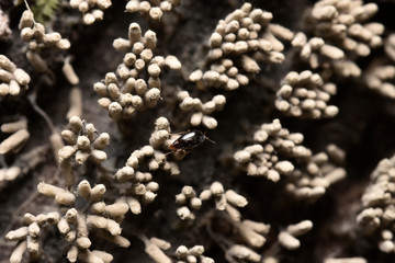 粘菌　シロウツボホコリ