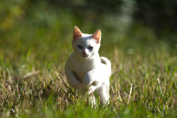 Naklejka na ściany i meble A Cute White Kitten Prowling Through the Grass