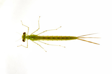 イトトンボの幼虫 © 聡 足立