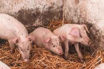 Pig breeding, livestock raising