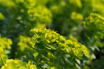 Euphorbia myrsinites, the myrtle spurge, blue spurge or broad-leaved glaucous-spurge