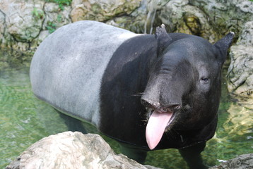 Tapir is a large, similar in shape to a pig, with a short, prehensile nose trunk.
