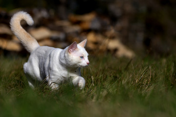 A Cute White Kitten Prowling Through the Grass