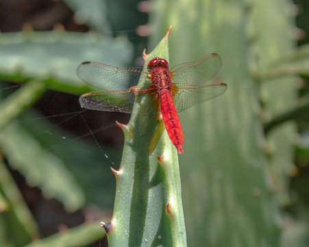 libellula