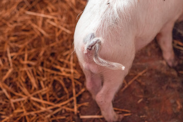 Pig tail on pink piglet in a barnyard