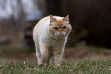 Naklejka na ściany i meble A Ginger Cat Strolling Across a Grassy Yard