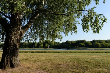 Birch on the banks of the Great Palace pond in the Moscow estate 