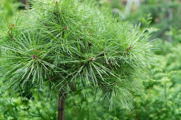 Blurred macro photo of summer berberis with selective focus
