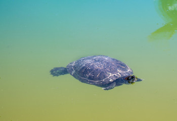 Tortuga nadando en un estanque.