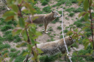 loup en lozère 