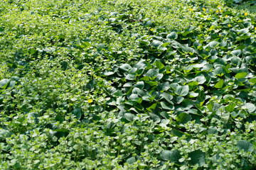 Green lush leaf background, natural leaves plant pattern or textur