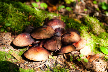 autumn mushroom in the forest
