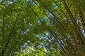 Obraz na płótnie Canvas Real bamboo trees forest, with vivid green color making a beautiful background pattern