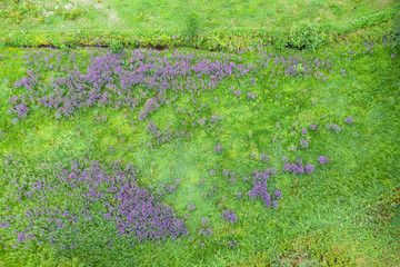Blick von oben auf eine Wiese mit bl&uuml;henden Lupinen