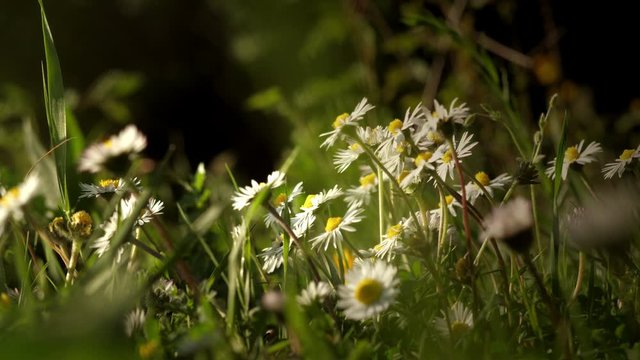 Gentle breeze and warm springtime light on daisies