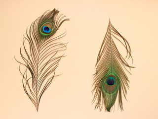 Clothing and home decoration. Peacock's feathers on light pink background. Top view with copy space.