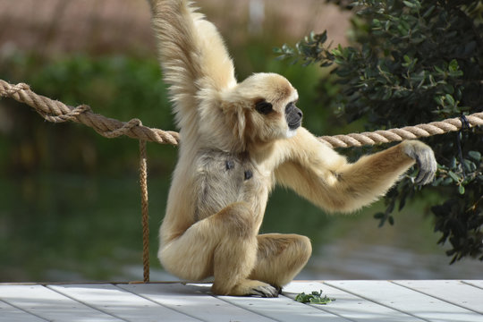 Languar Monkey with Arms Raised Above Head
