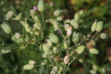 Silene plant with flowers in the meadow on summer. Silene vulgaris also called Bladder campion or Catchfly