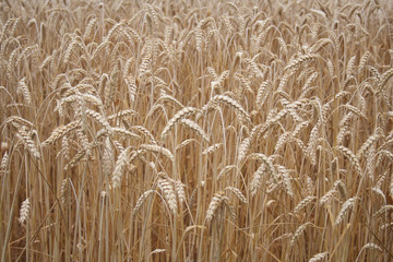 Golden wheat ears in the field. Wheat field ready to harvest on summer
