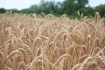 Golden wheat ears in the field. Wheat field ready to harvest on summer