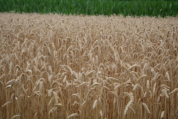 Golden wheat ears in the field. Wheat field ready to harvest on summer