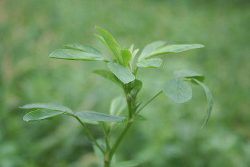 Fototapeta premium Alfalfa green plants in the field in northern Italy, Medicago agricultural field on summer