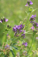 Alfalfa purple flowers in the field. Medicago sativa agricultural field on summer