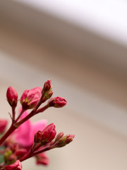 Buds Nerium oleander wallpaper closeup with blurry background